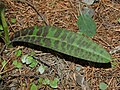 The stained leaf, hence the name "maculata" meaning =spotted