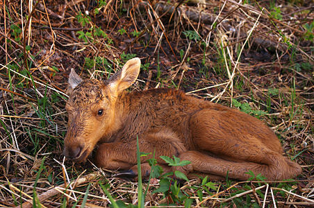 Calf of Eurasian elk