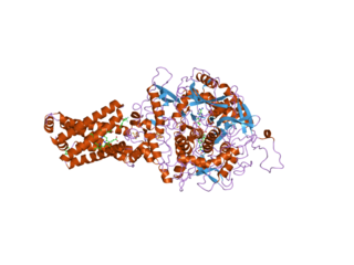 <span class="mw-page-title-main">Succinate dehydrogenase complex subunit C</span> Protein-coding gene in the species Homo sapiens