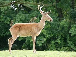 <span class="mw-page-title-main">Eld's deer</span> Asia ruminant mammal species