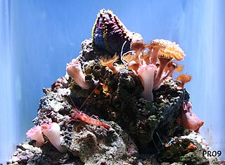 <span class="mw-page-title-main">Southeast Asian coral reefs</span> Marine ecosystem