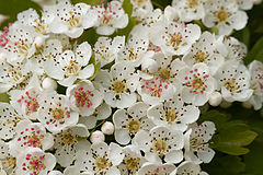 Hawthorn flowers. Photo by Sander van der Wel, Netherlands. Uploaded by russavia.