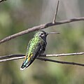 Polytmus guainumbi-White-tailed Goldenthroat.jpg