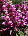 Prunella grandiflora 'Loveliness Pink'