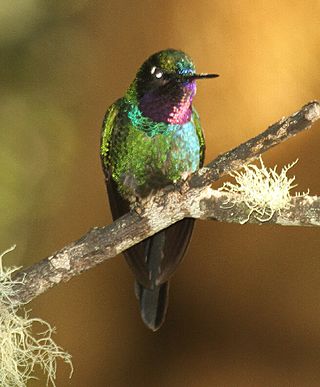 <span class="mw-page-title-main">Purple-throated sunangel</span> Species of hummingbird