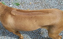 The ridge on the Rhodesian Ridgeback is a distinct characteristic of the breed. The Ridgeback Club's code of ethics states that "ridgeless puppies shall be culled". Ridge.jpg