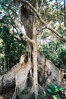 <i>Heritiera littoralis</i> Species of mangrove tree in the family Malvaceae