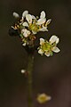 Saxifraga integrifolia