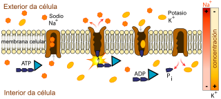 Transport protein Protein that moves other materials within an organism