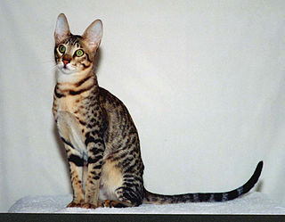 <span class="mw-page-title-main">Serengeti cat</span> Breed of cat