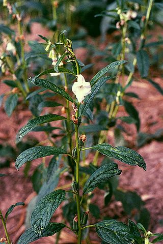 <i>Sesamum</i> Genus of flowering plants