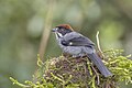 19 Slaty brushfinch (Atlapetes schistaceus schistaceus) Caldas uploaded by Charlesjsharp, nominated by Cmao20,  13,  0,  0