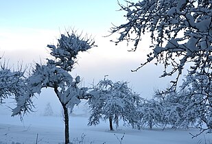 Snow packed trees