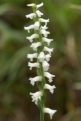 <i>Spiranthes cernua</i> Species of orchid