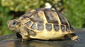 Țestoasa lui Hermann (Testudo hermanni ssp. boettgeri)