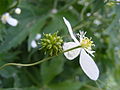 Ranunculus platanifolius, la Fouly, Schweiz