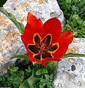 Thumbnail for File:Tulip agenensis ZE.jpg