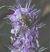 Vitex2180.jpg