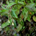 Ljós dúnurt (Epilobium lactiflorum)