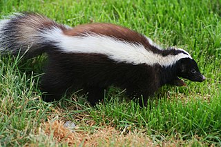 <span class="mw-page-title-main">Humboldt's hog-nosed skunk</span> Species of carnivore