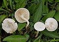 Clitocybe rivulosa