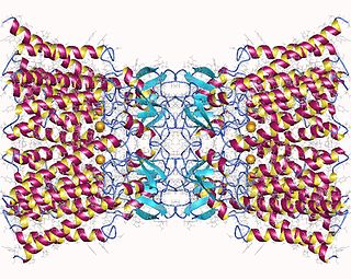 <span class="mw-page-title-main">Connexin</span> Group of proteins which form the intermembrane channels of gap junctions