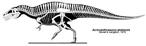 Squellette d'un dinosaure théropode.