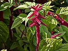 Amaranthus caudatus