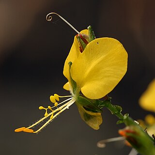 <span class="mw-page-title-main">Commelinaceae</span> Family of flowering plants