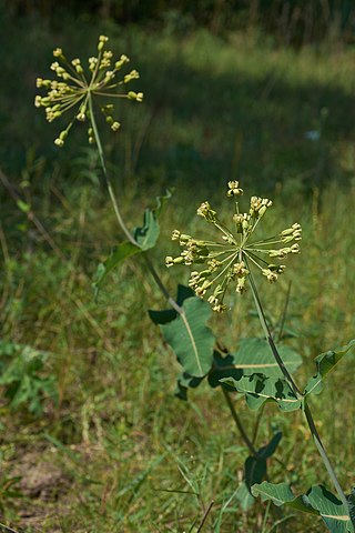 <i>Asclepias amplexicaulis</i> Species of flowering plant