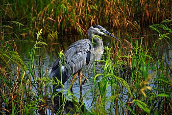 Blue Heron01 LWNWR.jpg