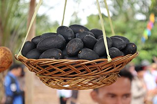 <i>Dacryodes rostrata</i> Species of tree