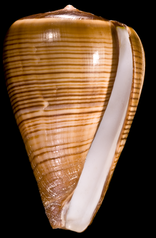 <i>Conus figulinus</i> Species of mollusc