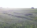 Trenches at Camp Hughes