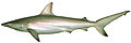 Carcharhinus tilstoni csiro-nfc.jpg