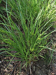 Carex secalina kz01.jpg