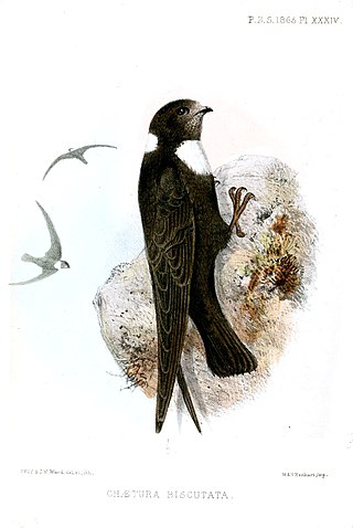 <span class="mw-page-title-main">Biscutate swift</span> Species of bird