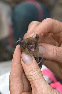 <span class="mw-page-title-main">Chocolate wattled bat</span> Species of bat