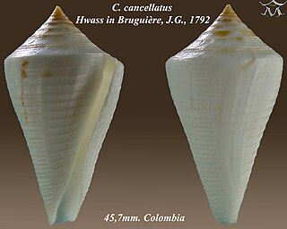 <i>Conasprelloides</i> Subgenus of molluscs