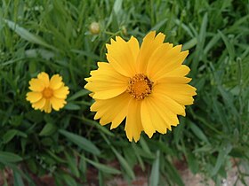 Coreopsis lanceolata ou Margarida-funcionária