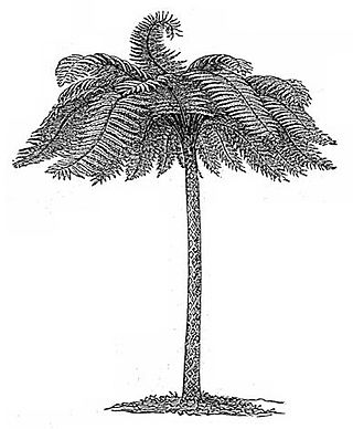 <i>Cyathea</i> Genus of ferns