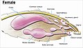 Image 1The female genitalia of Lepidoptera (from Insect reproductive system)