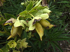 Follicules de Helleborus foetidus