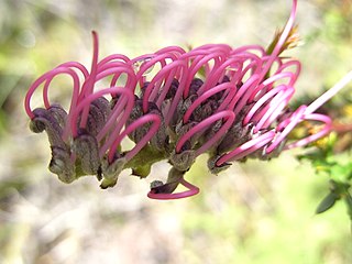 <i>Grevillea acanthifolia</i> Species of flowering plant