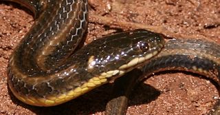 <i>Helicops</i> (snake) Genus of snakes