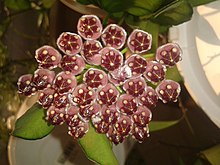 Hoya wayetii.jpg