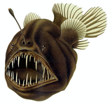 Anglerfish