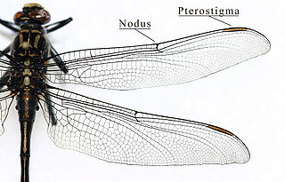 Insect wing Body part used by insects to fly