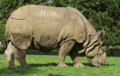 Indian Rhinoceros at Whipsnade Zoo.