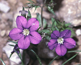 <i>Legousia speculum-veneris</i> Species of flowering plant